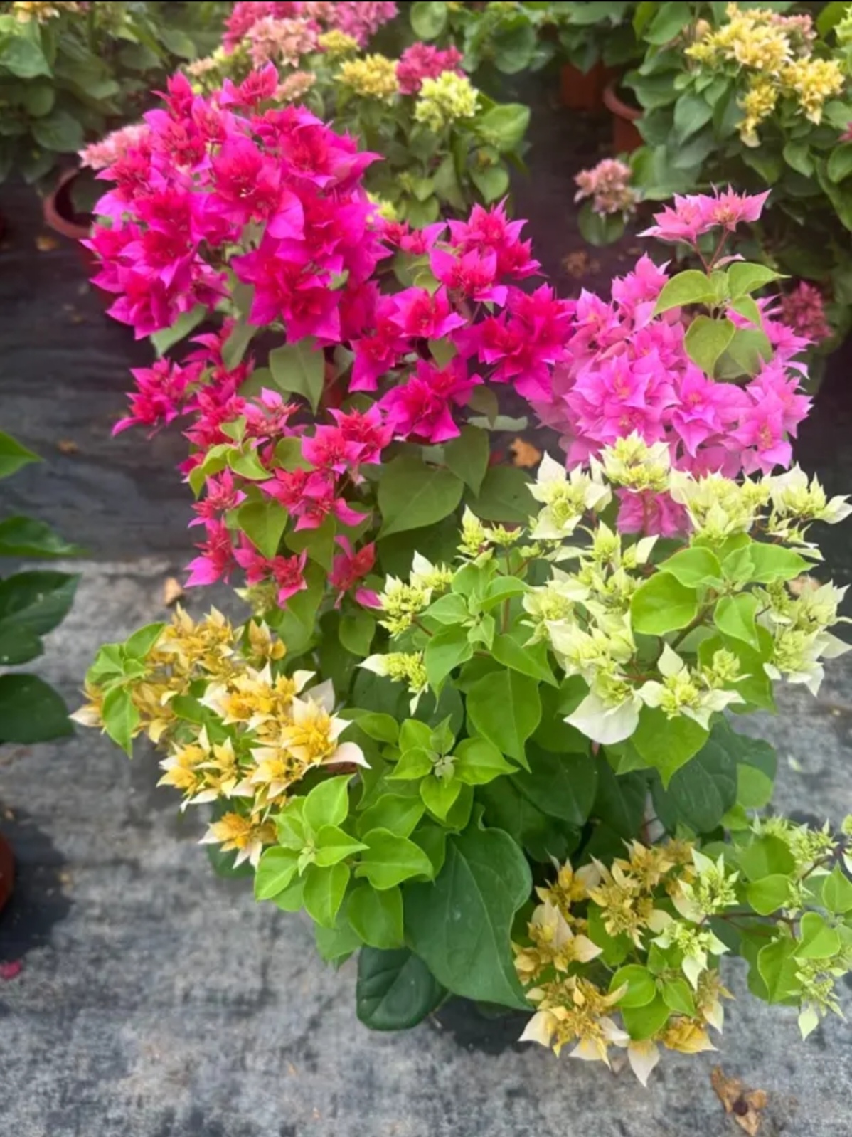 三角梅【重瓣多色】多色混栽四喜临门花卉勤花四季开花基地直发