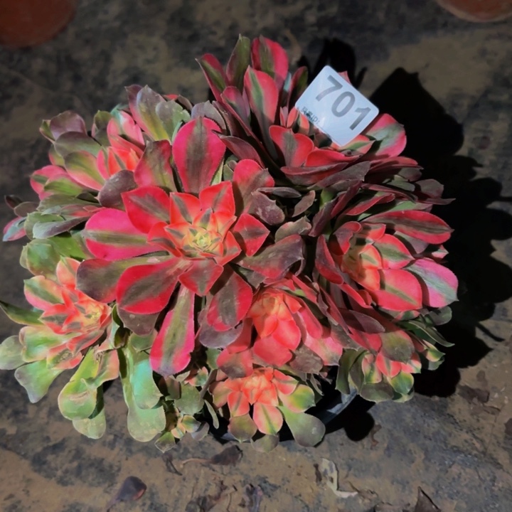 701红牡丹多肉植物不售后砍头老桩