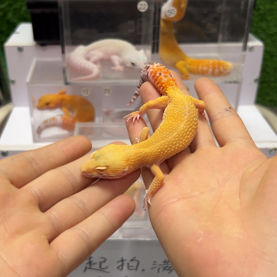 豹纹守宫豹纹守宫