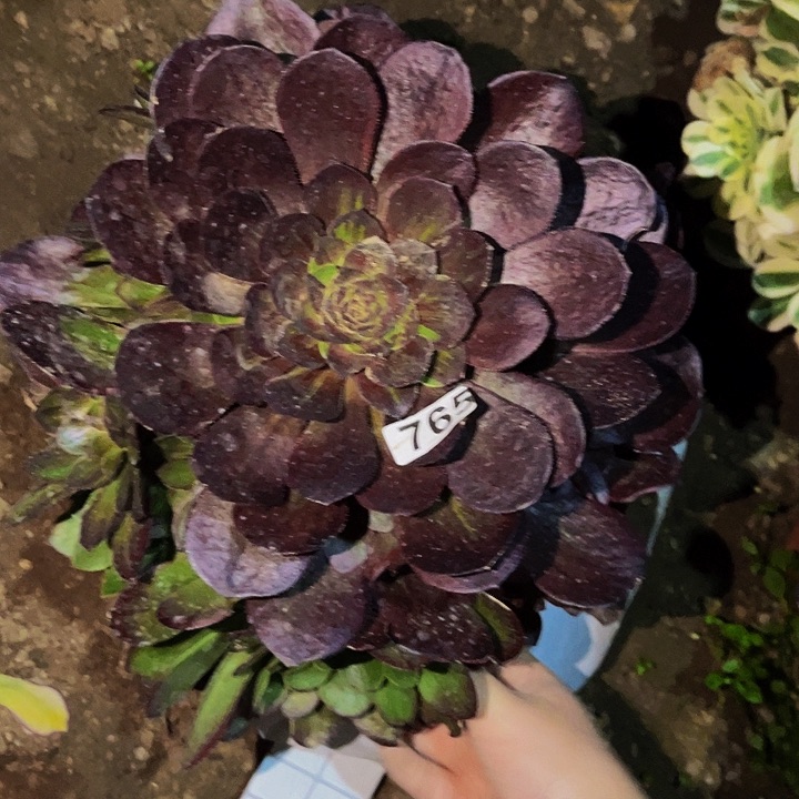 765花月夜多肉植物