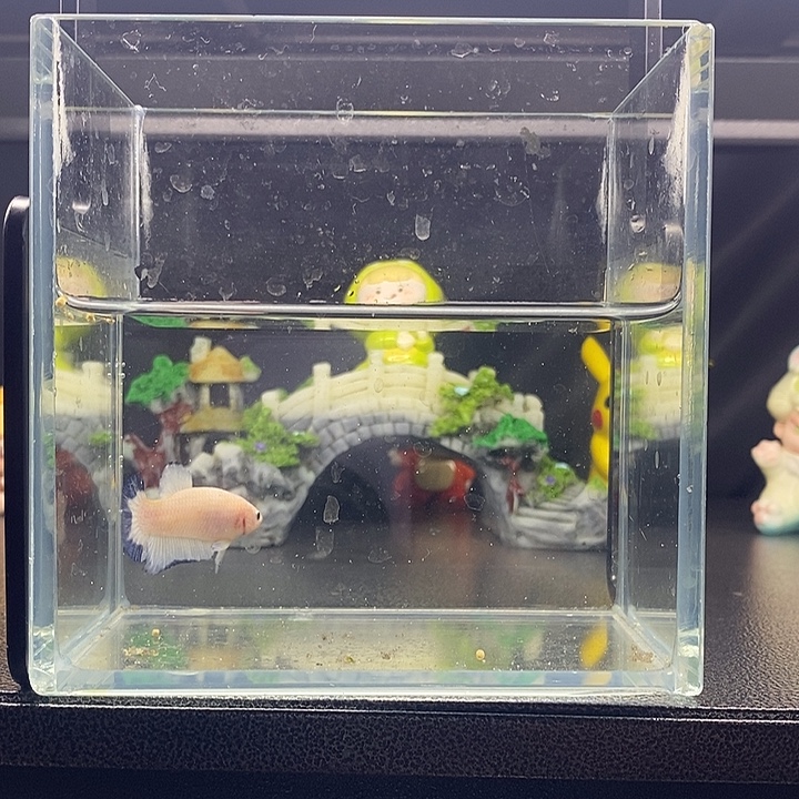 海水鱼碟边青花将军