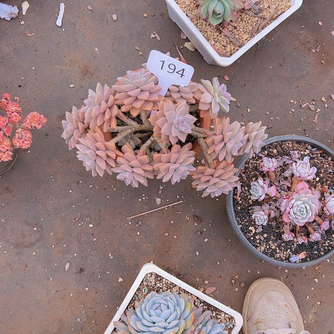 鹅*194淡雪缀20不售后