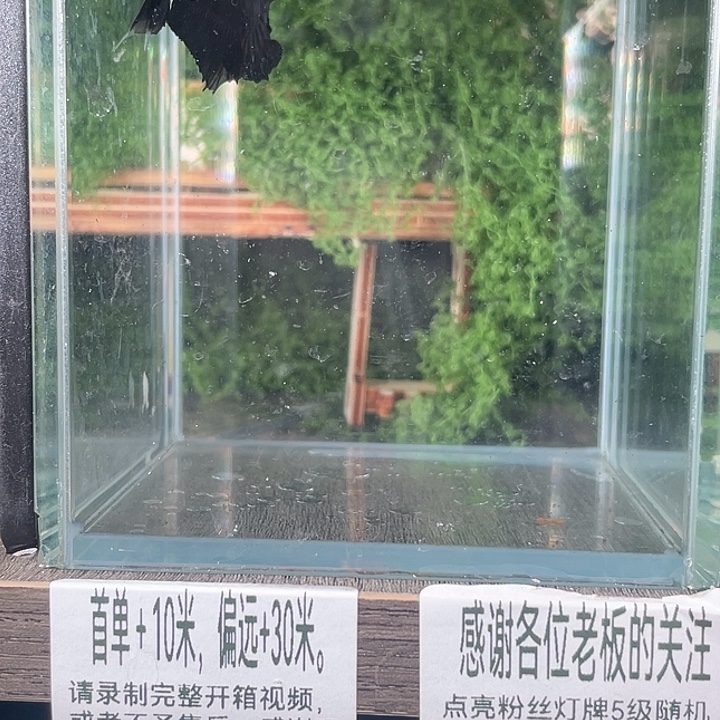 斗鱼活体不退不换 谢谢