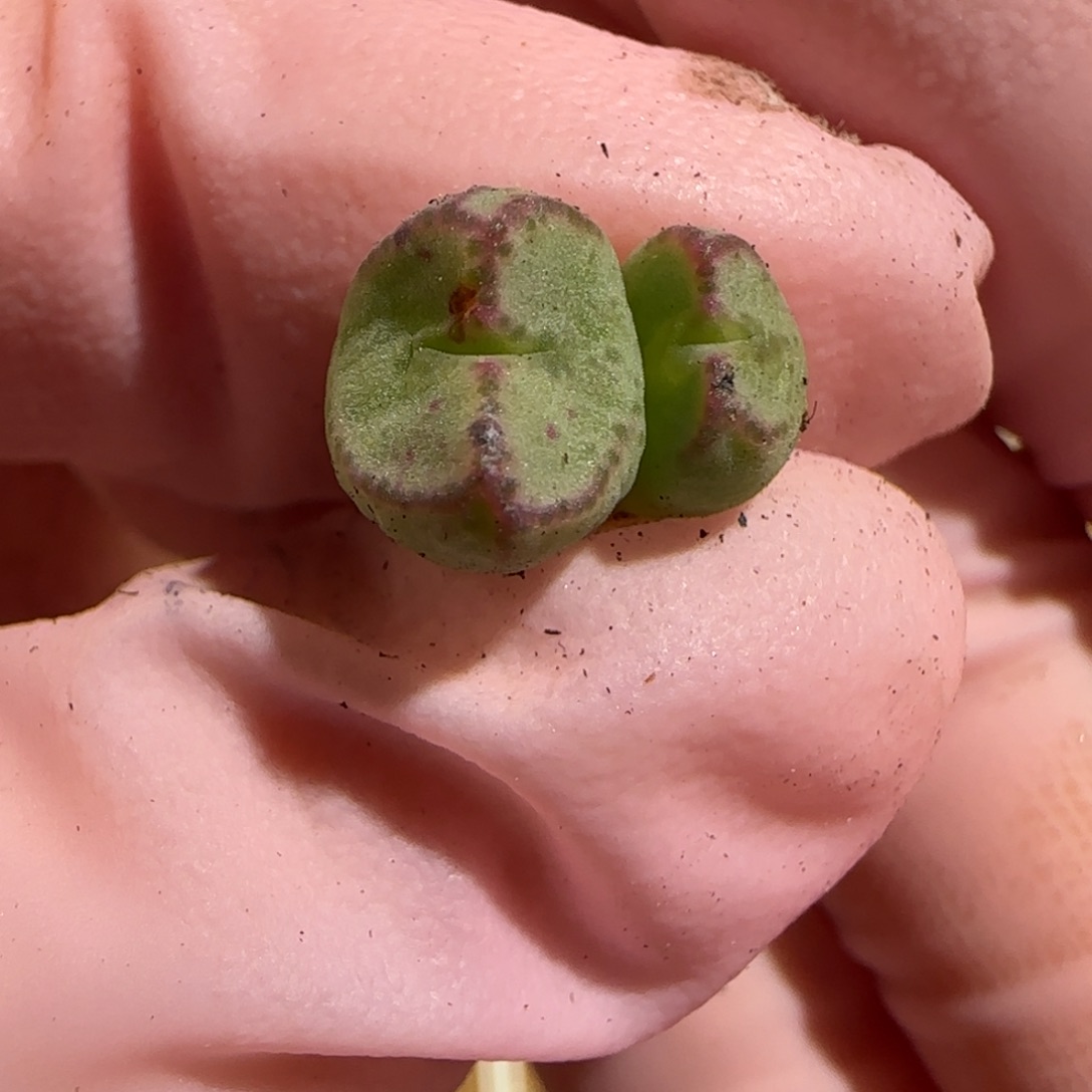 肉锥多肉植物组合-红线元宝1102