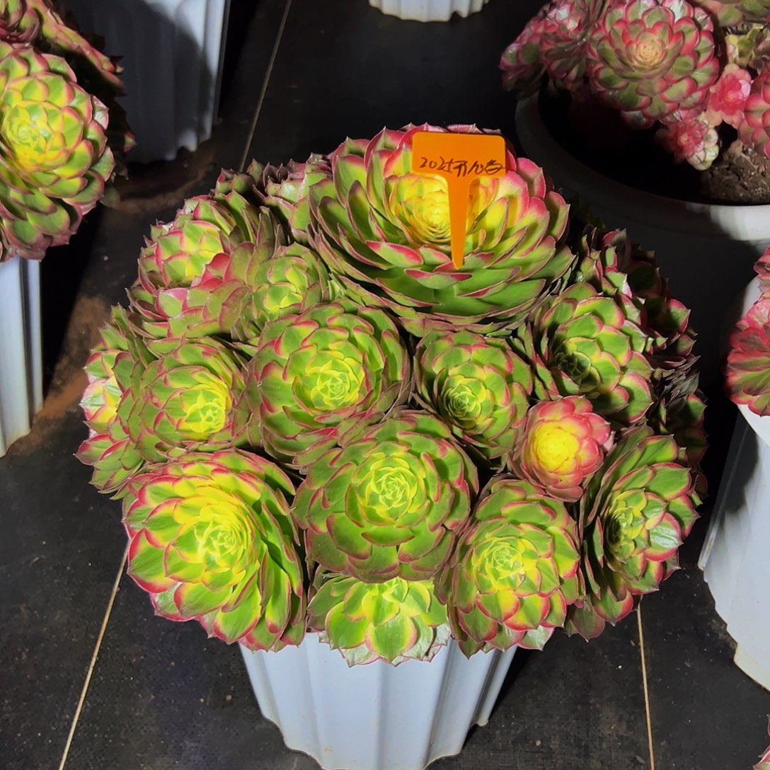 2***天11111111111111111111