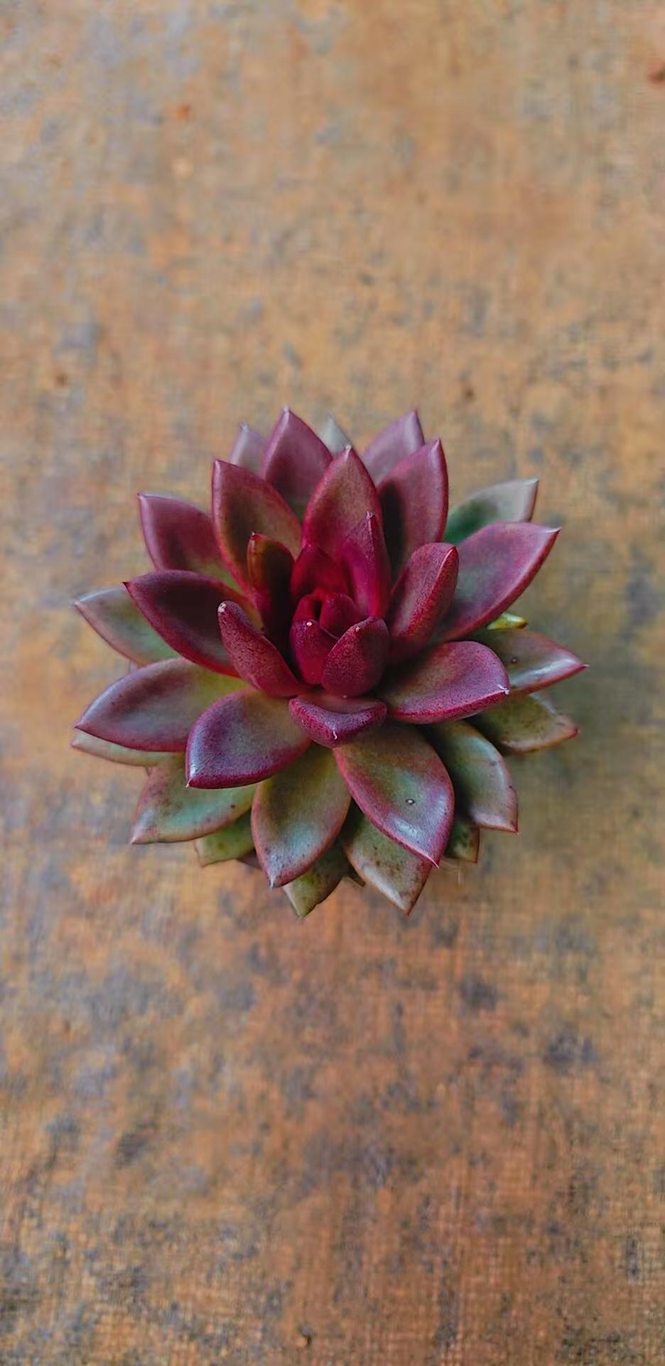 丰沛玫瑰多肉有点小（带盆发货）