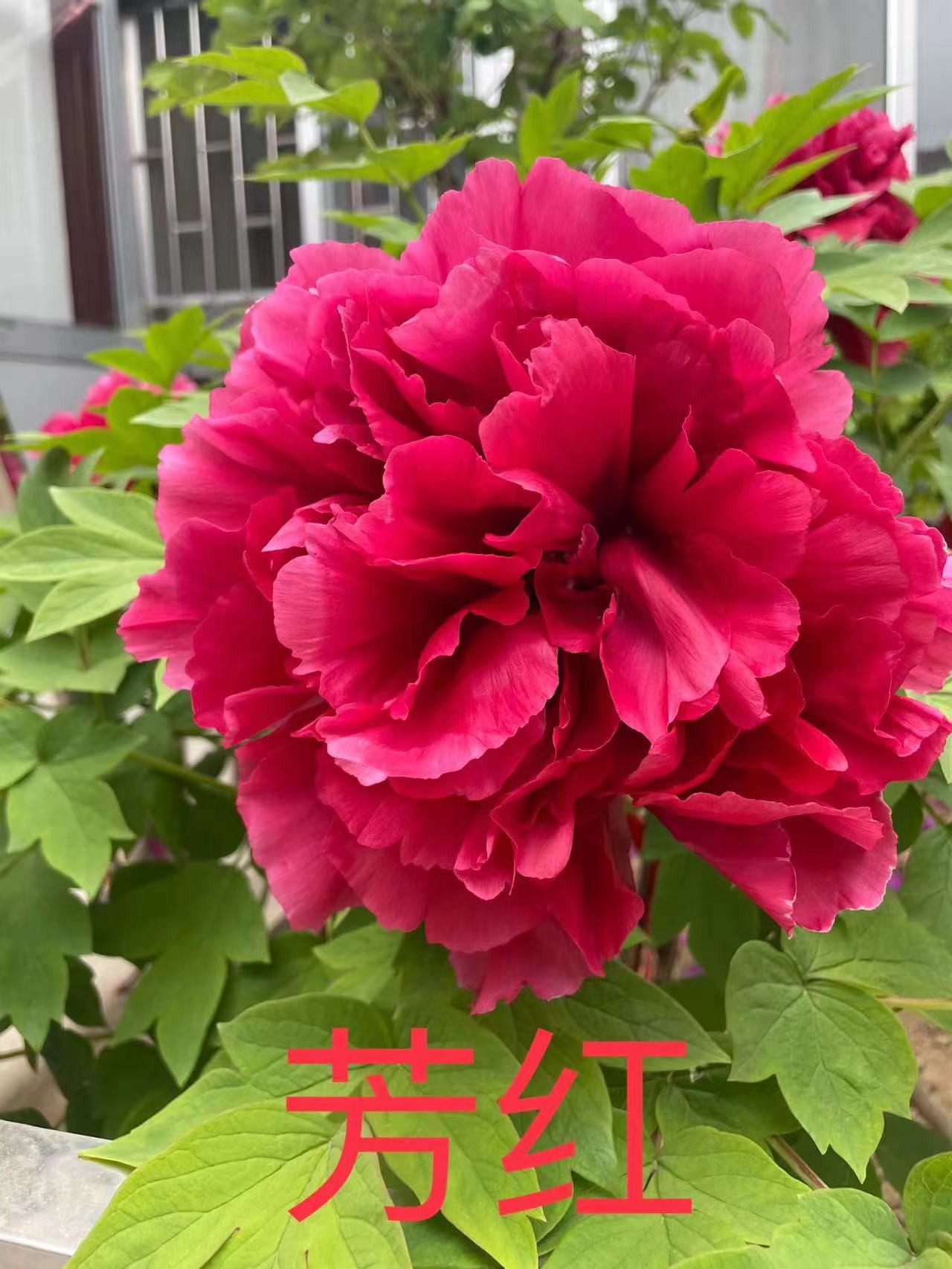 盆栽牡丹【芳红】基地直发