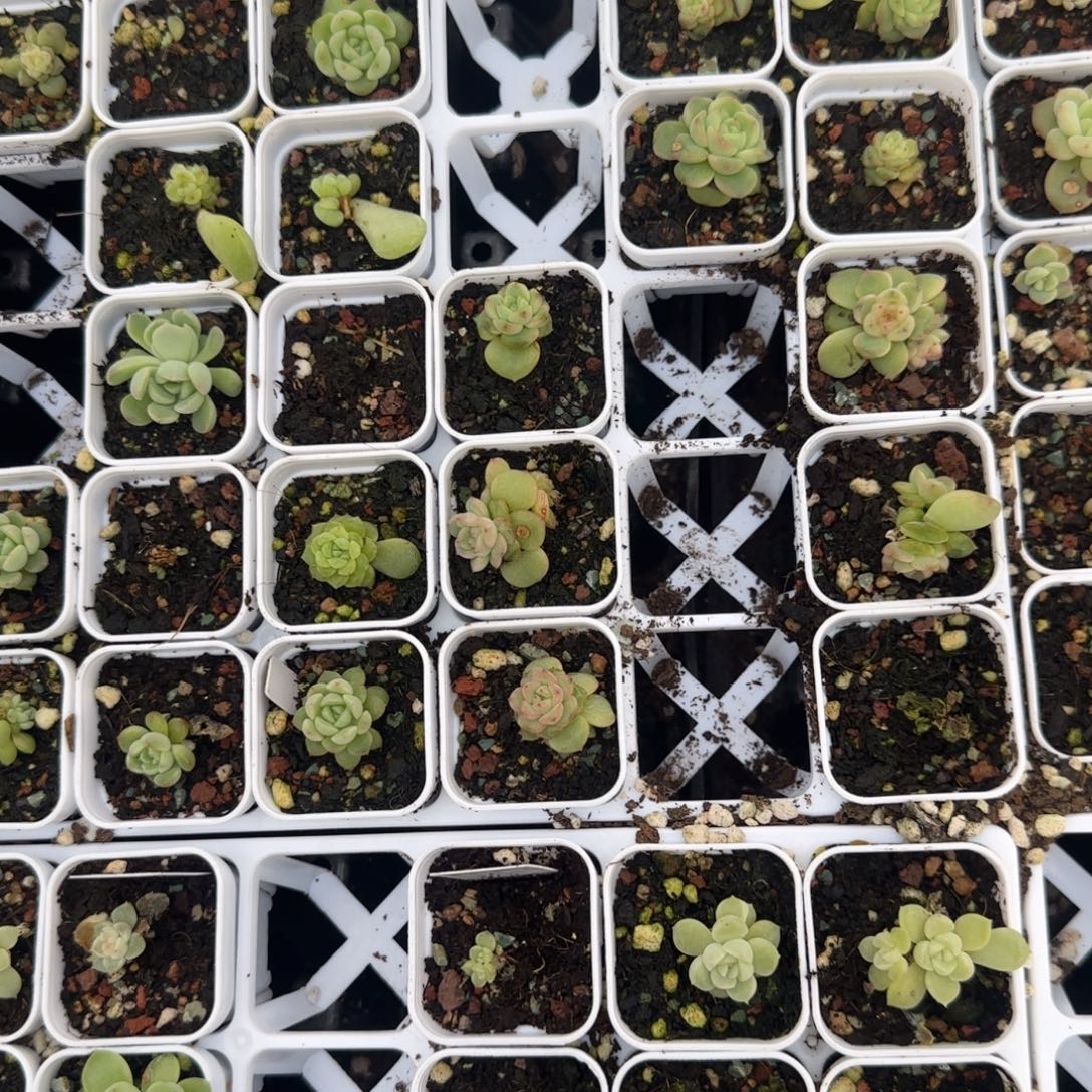 小帝王绿盆外棚一个满25包邮