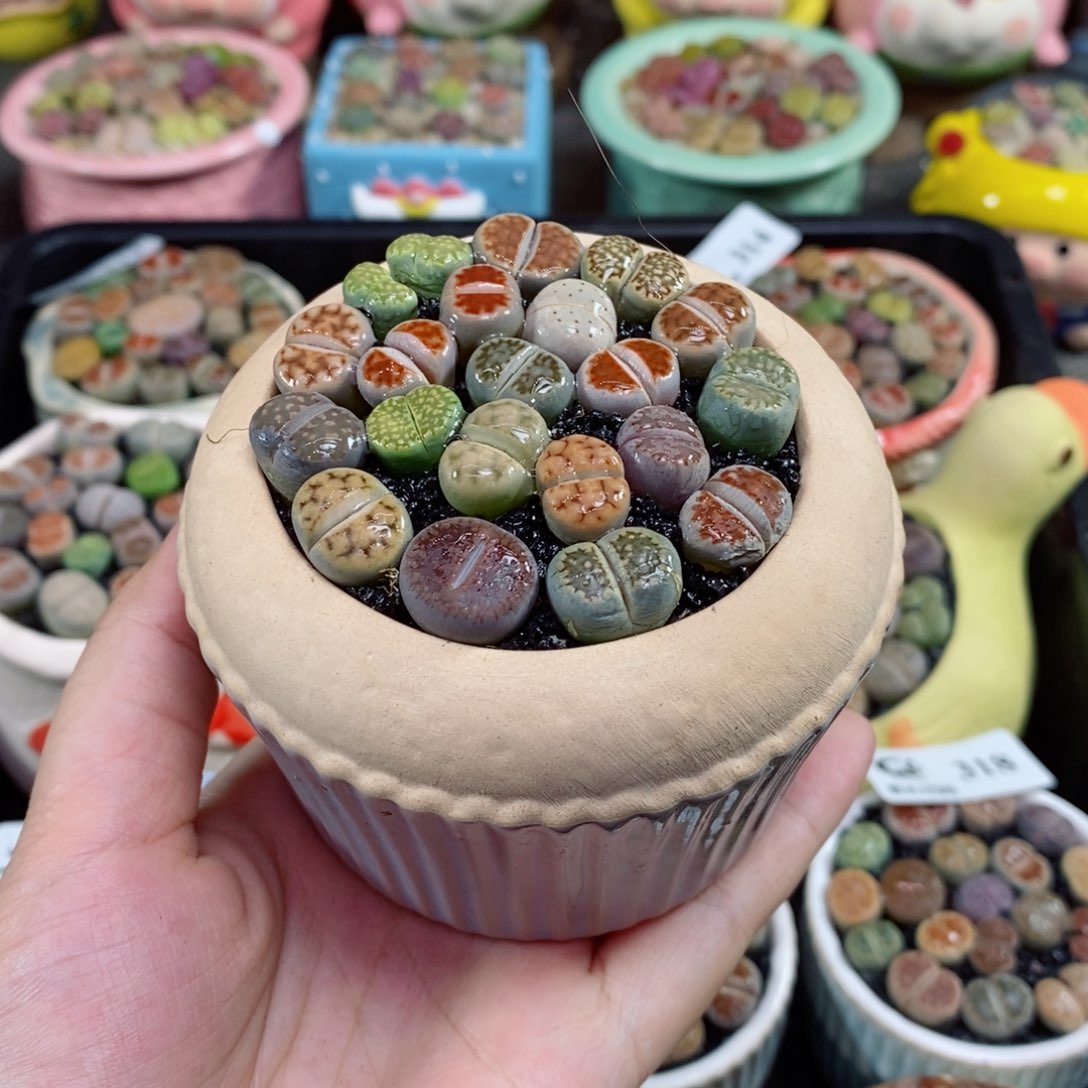 生石花花花花花花花319号