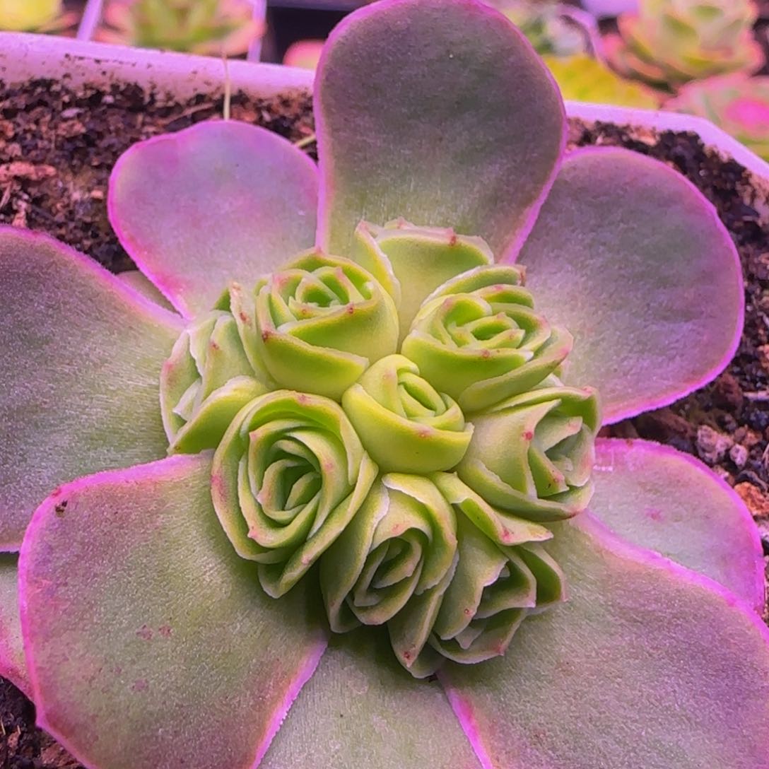 幻紫1535354367687688428667