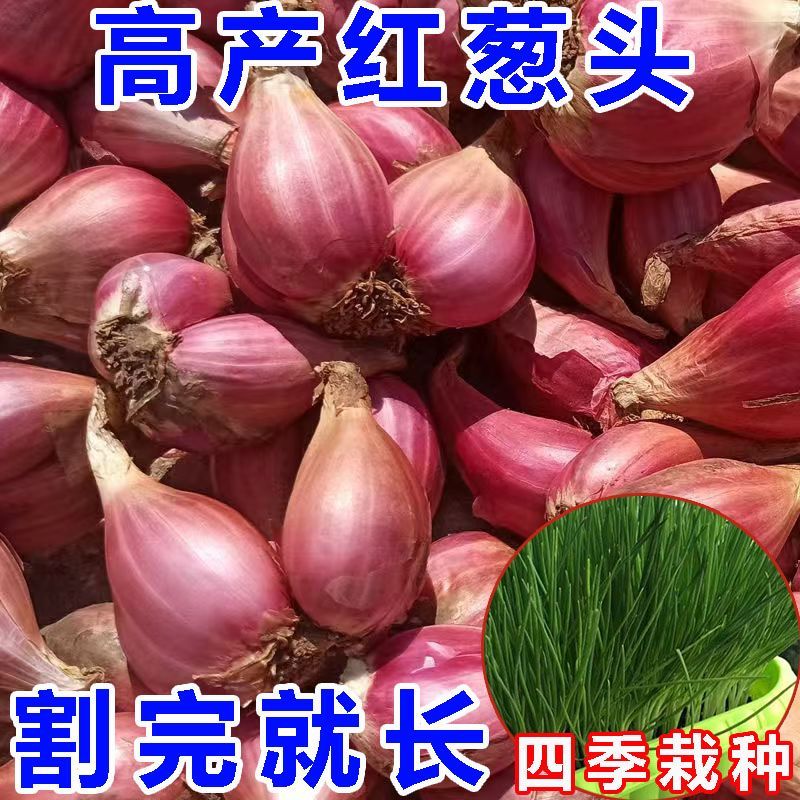 四川红葱铁葱新鲜火葱自家种盆栽极速发货四季种植四季小香葱红葱