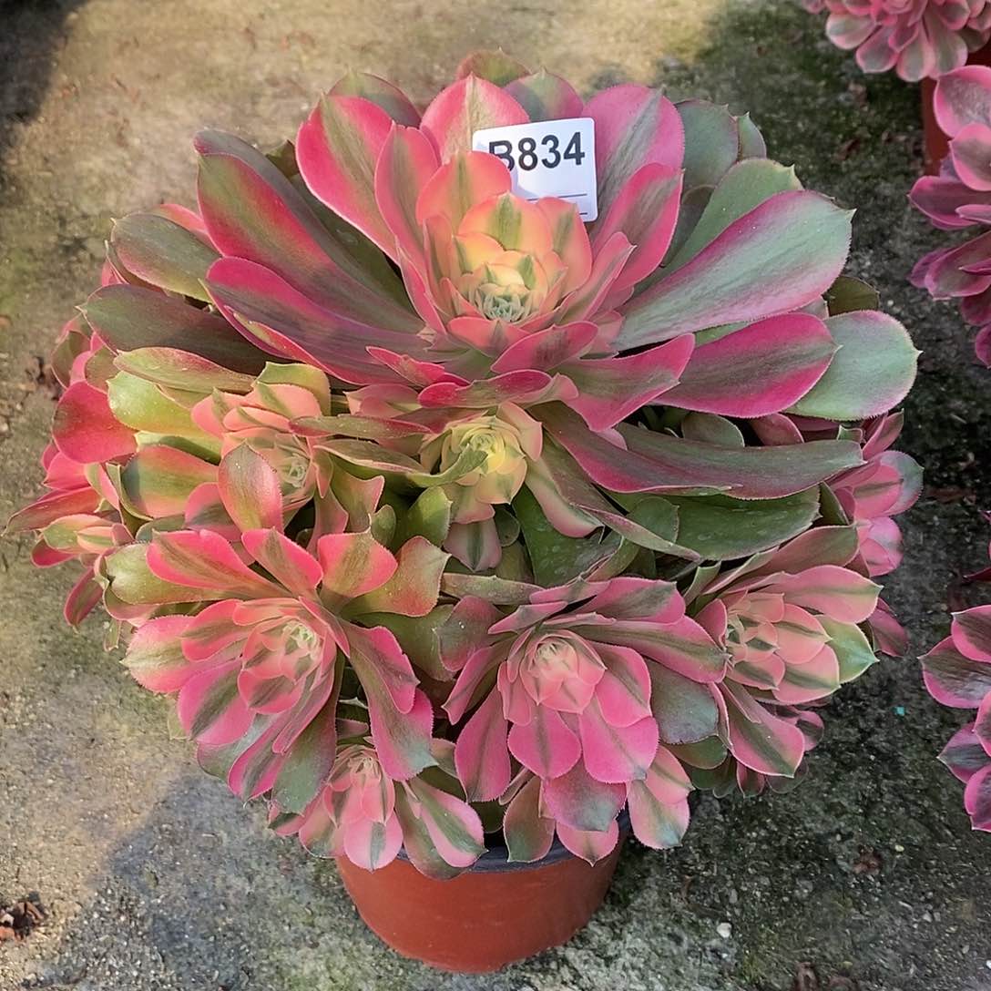 香妃多肉植物834