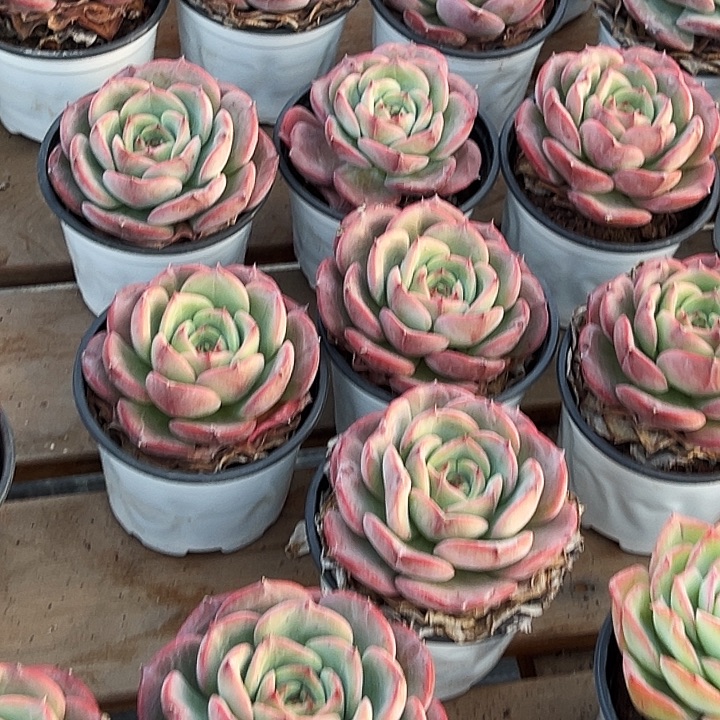 三文鱼       福利多多  