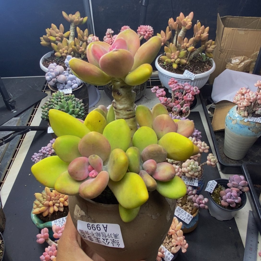 赫**喵999芒果奶多肉11c m