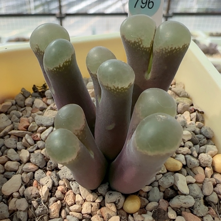 中秋快乐极光特价16号