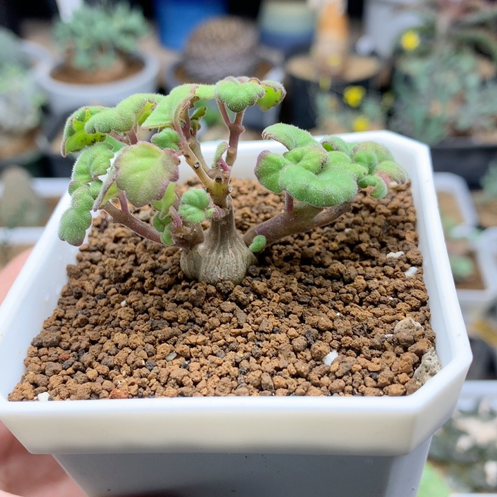 爱氏延命草多肉带盆