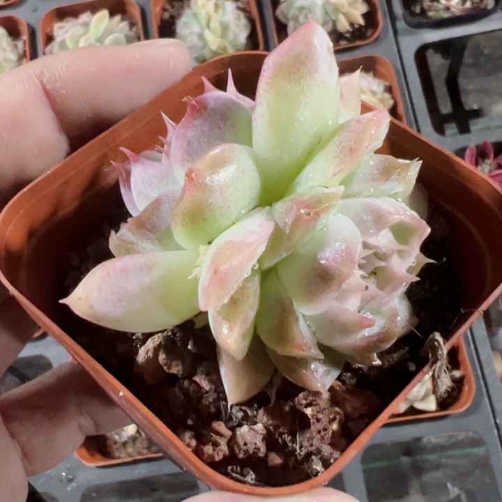 颜如玉精品多肉植物大战