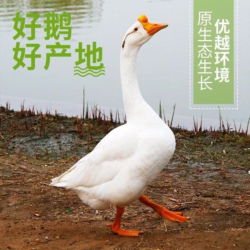 [浪哥专属] 黑龙江农家散养溜达鹅 放养土鹅  新鲜现杀