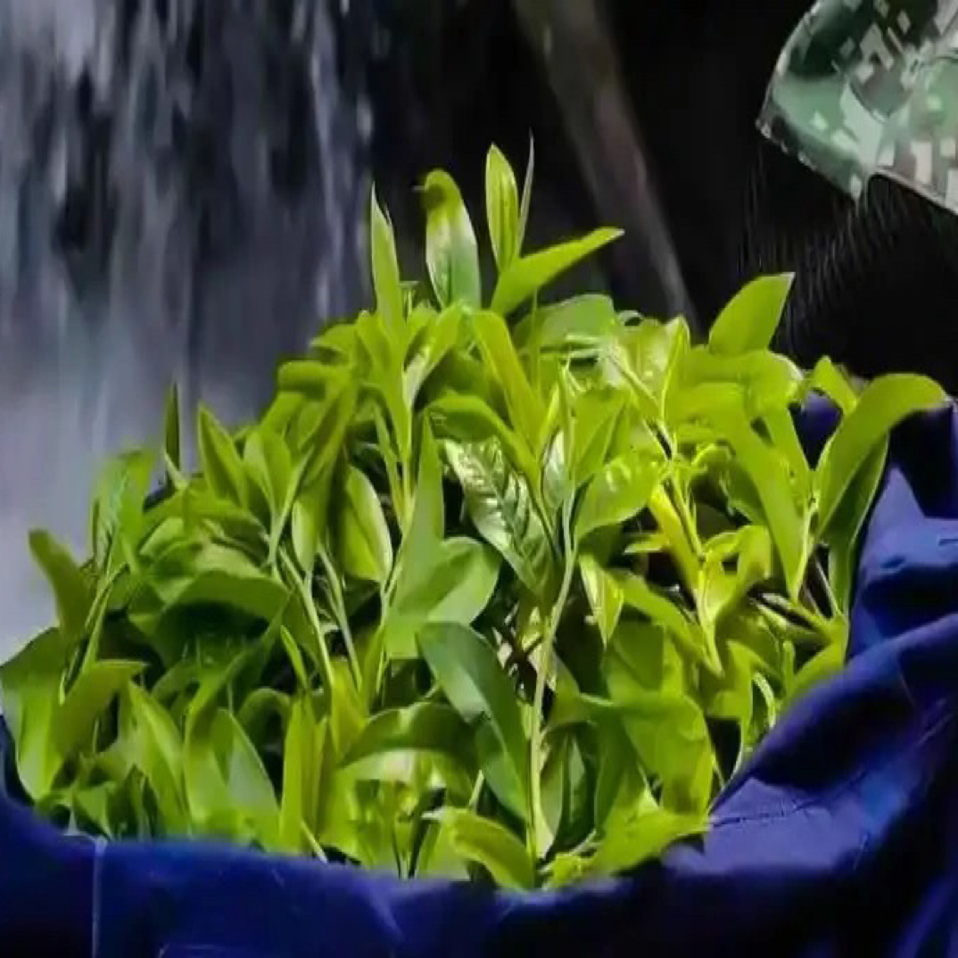 2025头春头采《薄荷塘1类》品鉴装8克