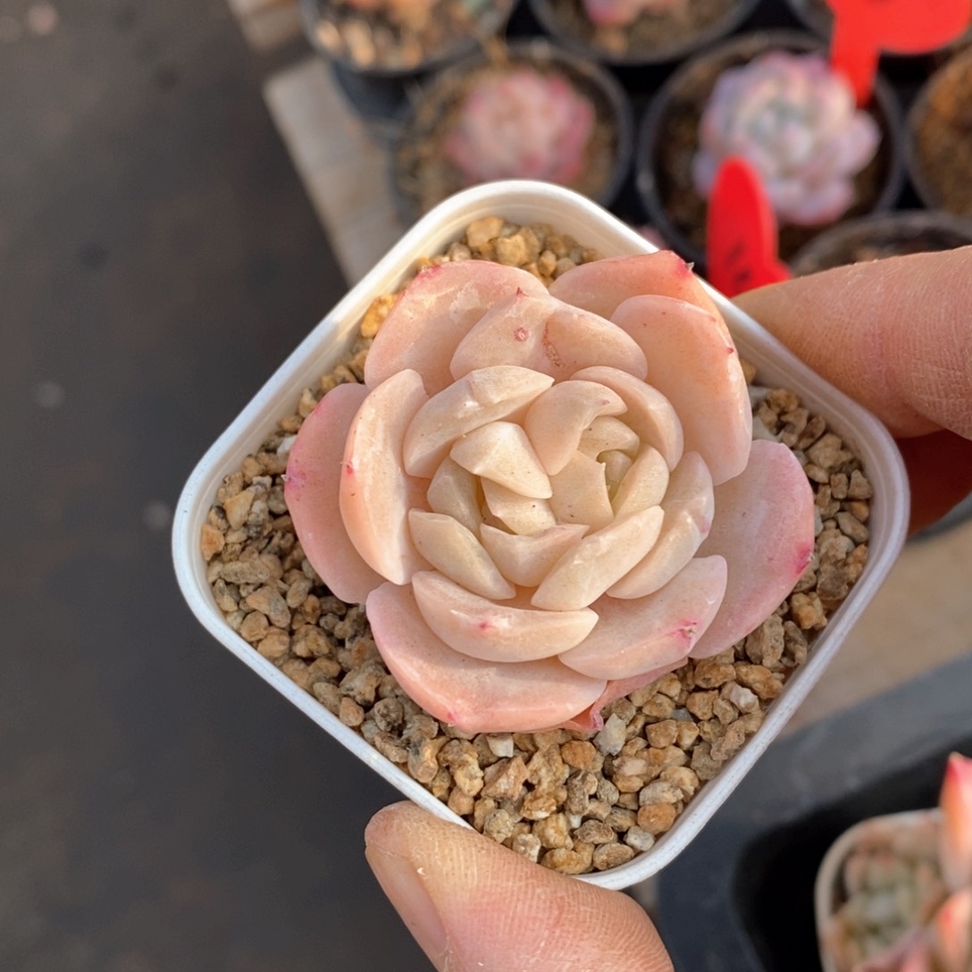 精品多肉一物一拍不包整75