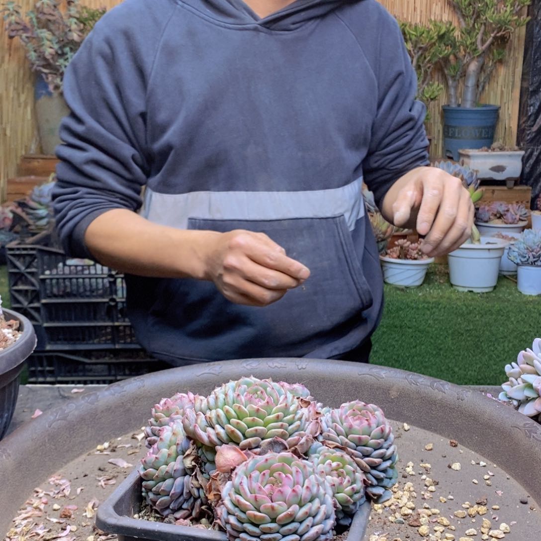 暖*C198 号白胖子多肉