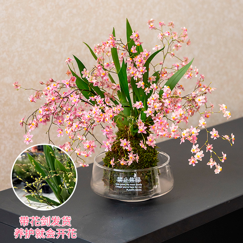 香水文心兰花苗现带花苞梦香浓香年宵花卉苔藓球懒人盆栽水培植物