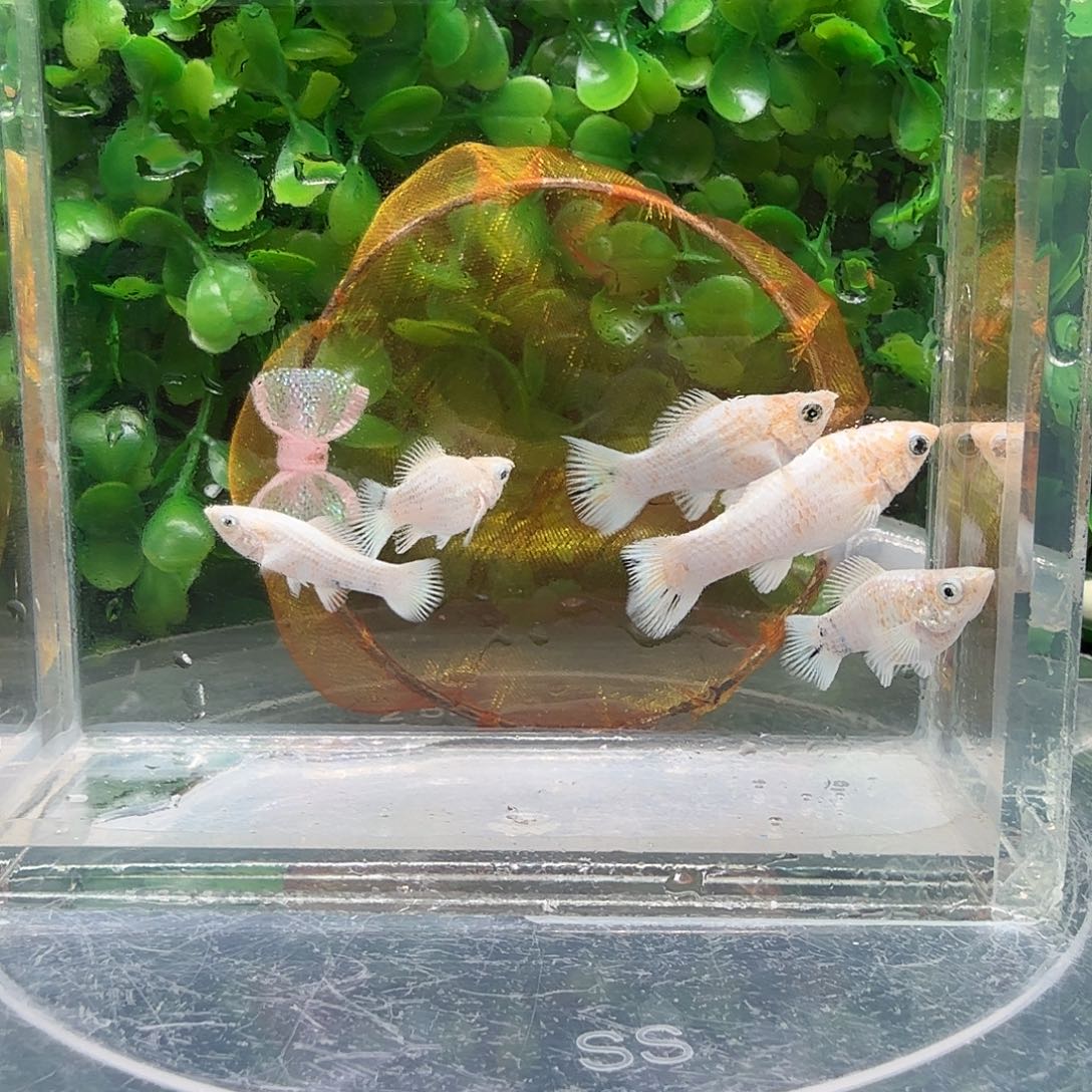 孔雀鱼樱花玛骊球苗5条不分公母