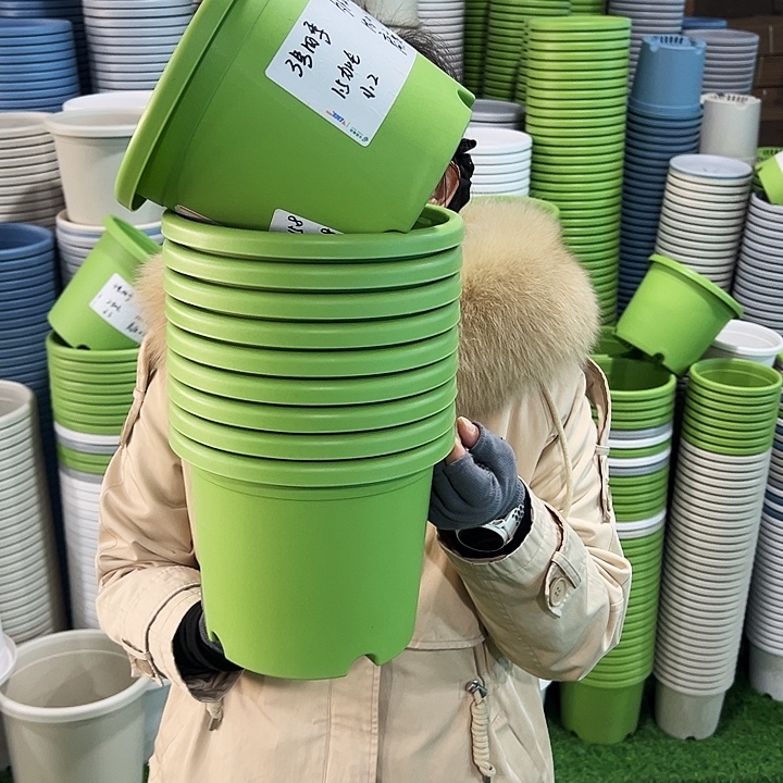 特价3号四季口21高18果绿无托10只