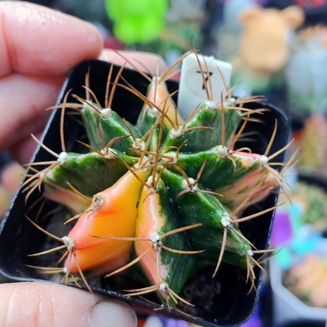 非偏远地区满25包邮仙人球