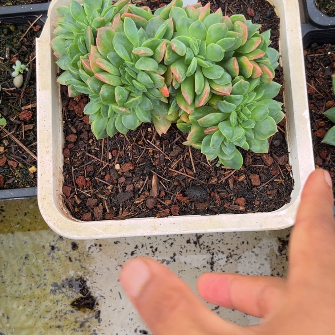 拉萨缀多肉植物146