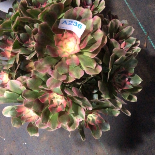 安***静无花朵香妃法师多肉植物236号