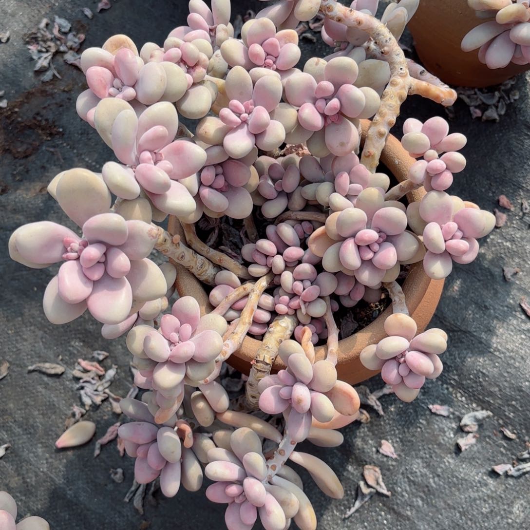 霸****香桃蛋2-12。       