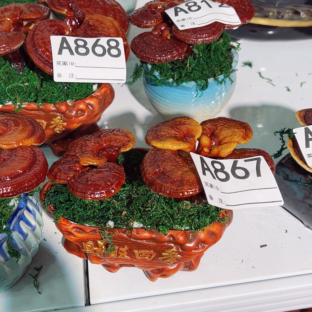 无花朵灵芝盆景867