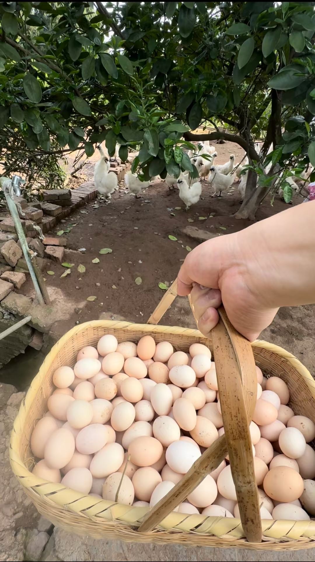 泰和乌鸡蛋 现捡现发 京东快递包邮到家