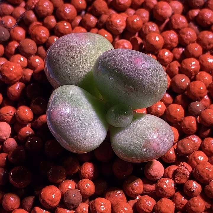 米可奶酪锦多肉植物
