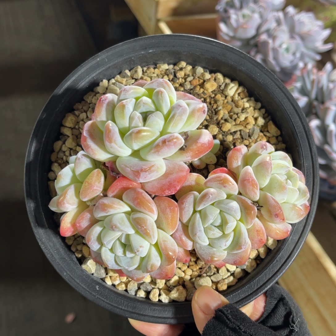 冰玉老桩 一物一拍不支持退换