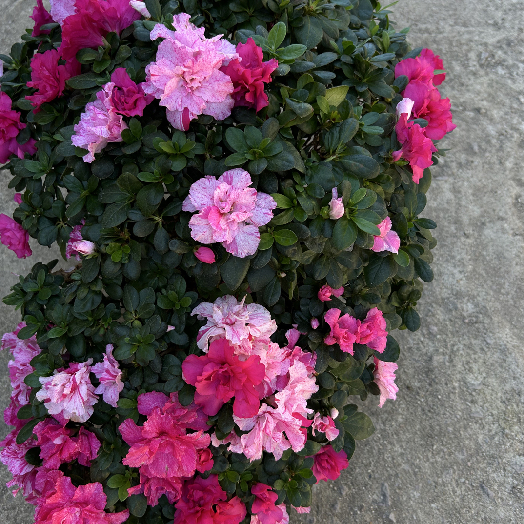 精品鲜花流水造型五宝喷砂带花苞大丽花四季开花杜娟牵牛花花卉