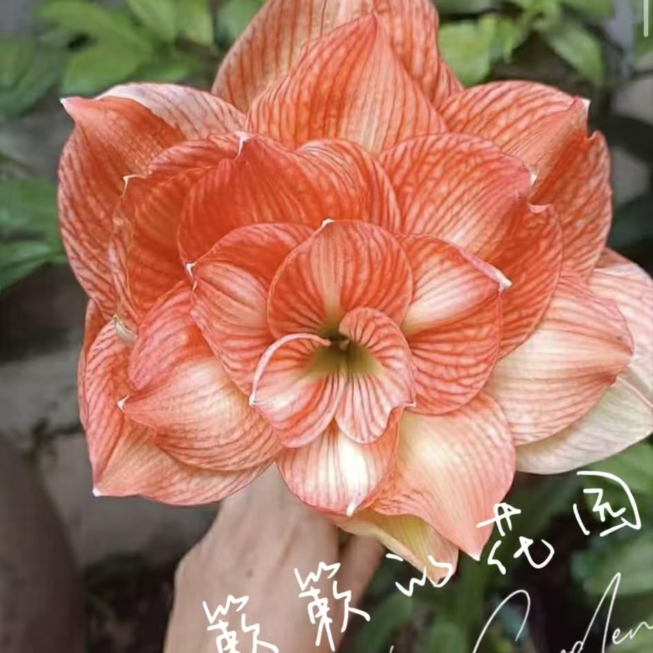 朱顶红【NS02】越朱7cm  只包对版，不包后期养护