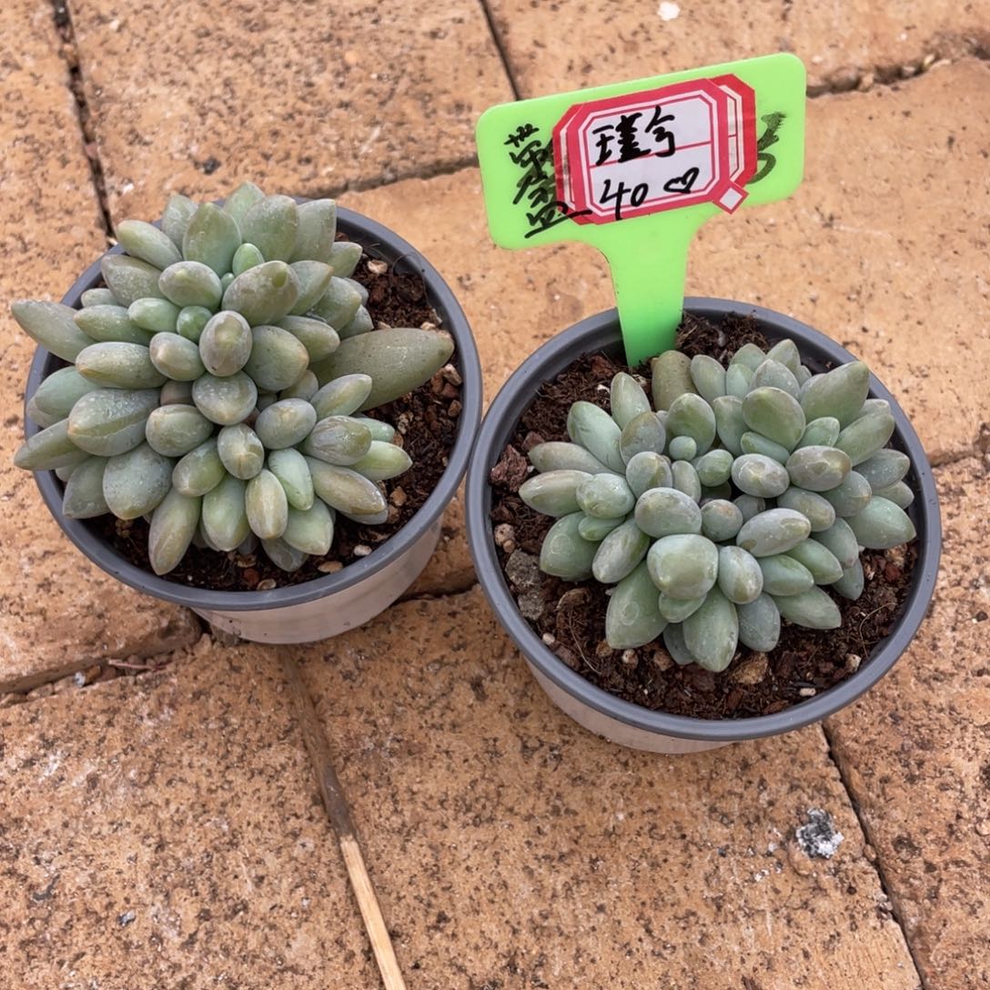 *****瑾兮40、      带盆