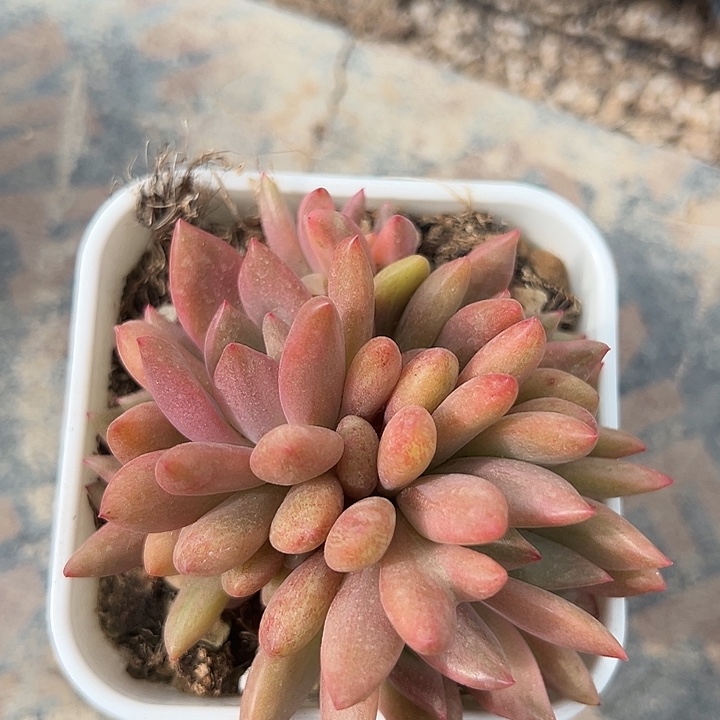 红酒东云锦一物一拍