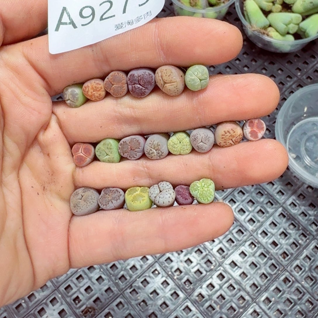 小***光9275––零下地区需拍保温箱