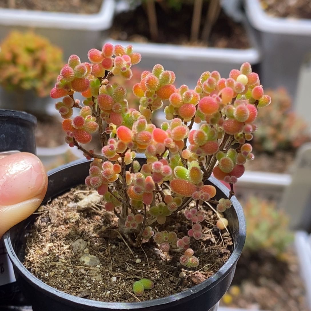 蜜桔糖球枝干番杏A754