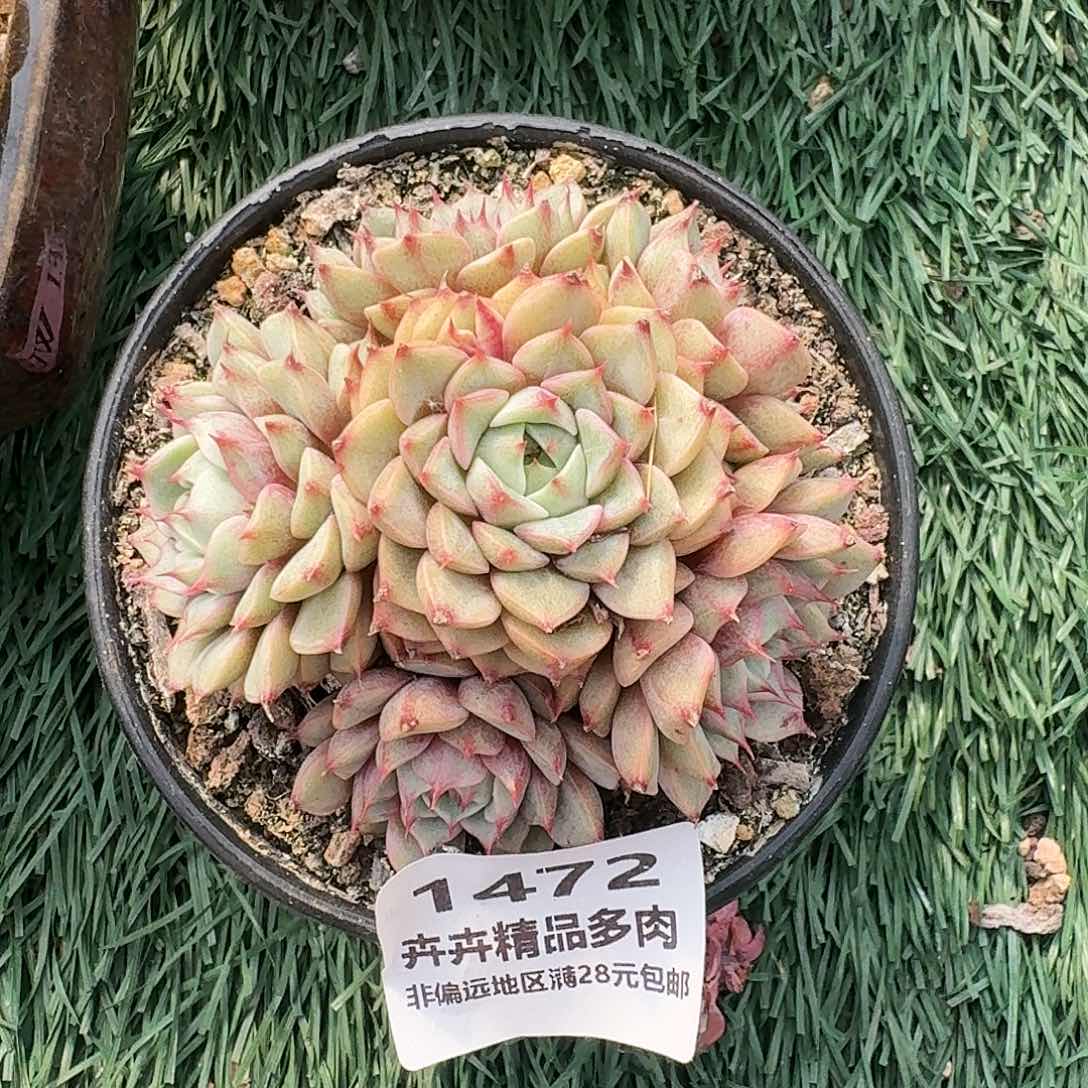 1472 卉卉精品多肉 非偏远地区满28元包邮