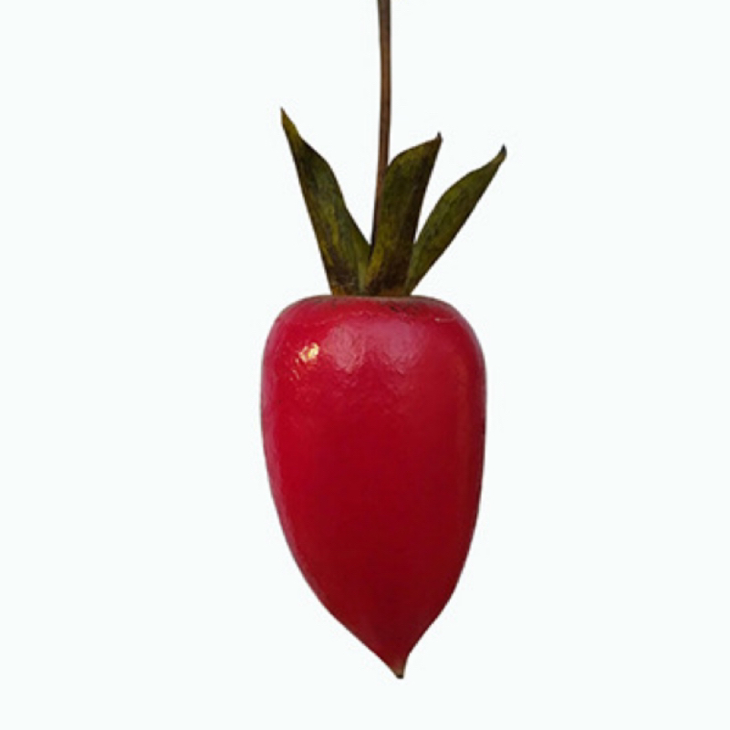 希望之星 日本幼苗原生品种根培老鸦柿品种红色盆景盆栽