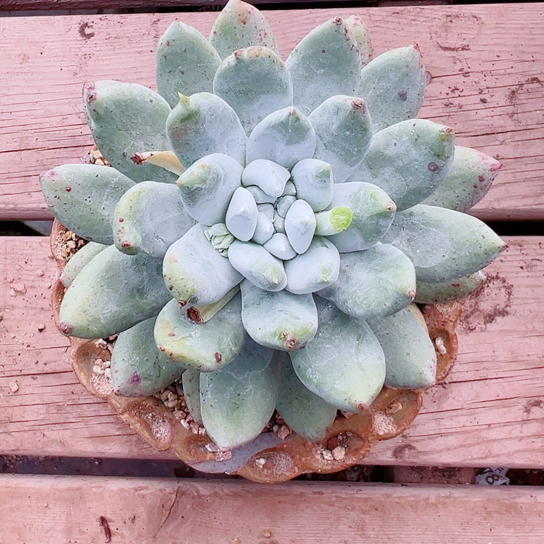 8033拇指苹果叶仙女杯