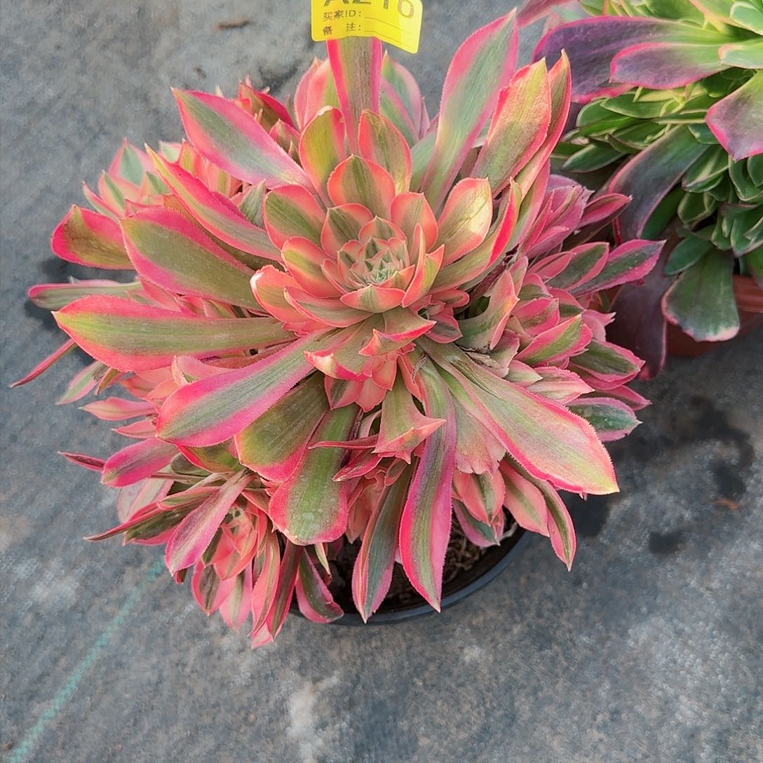 女神210多肉多肉