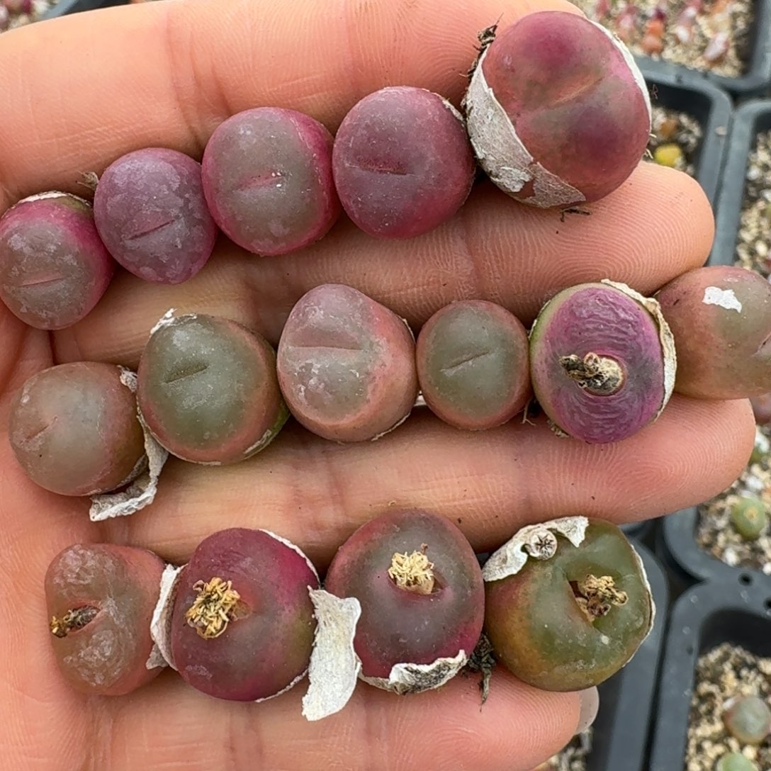 4122路口九龙云吞唾沫兔兔