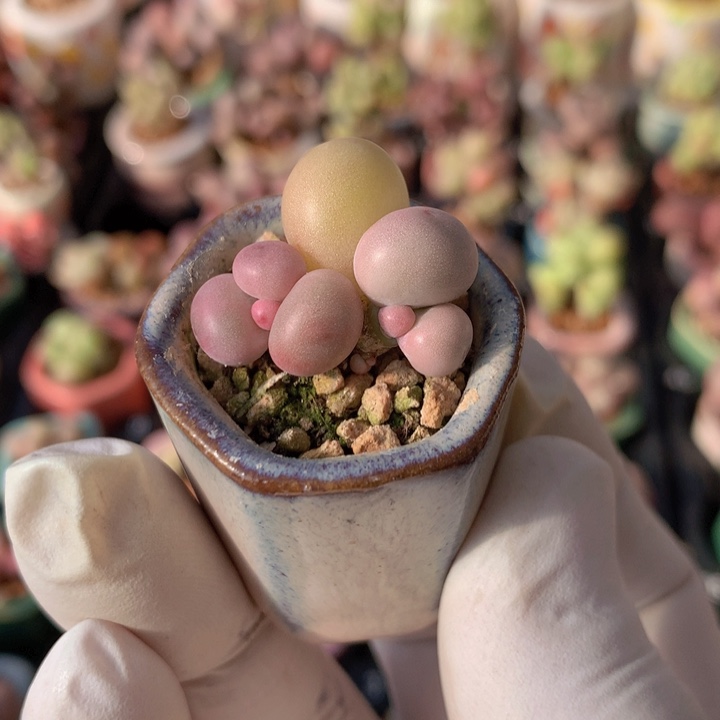 韩国正版黄金奶酪双头老桩木质杆造型好看