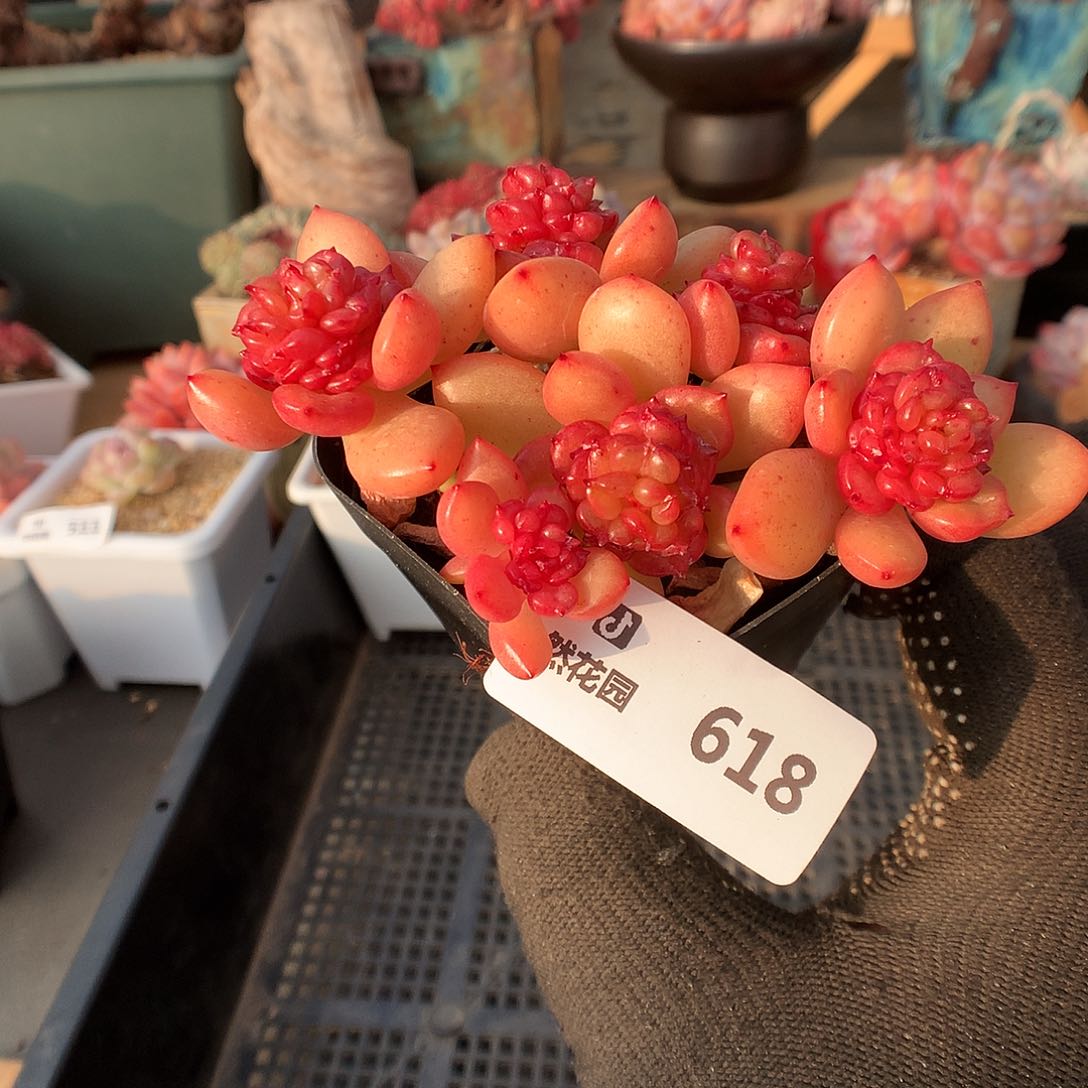 618苹果花多肉植物6666