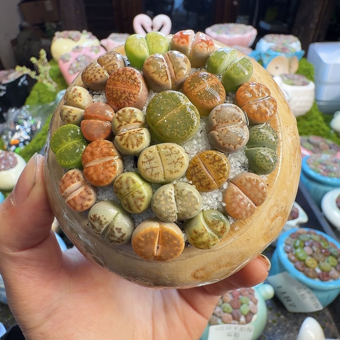多肉植物的生长发育1189